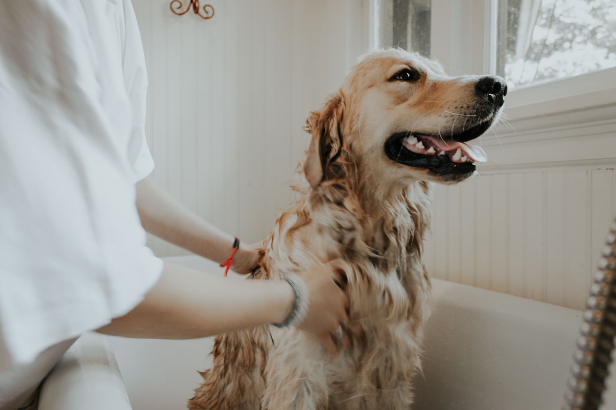 Pet Dental Health in 2026: What Veterinarians Wish More Owners Understood