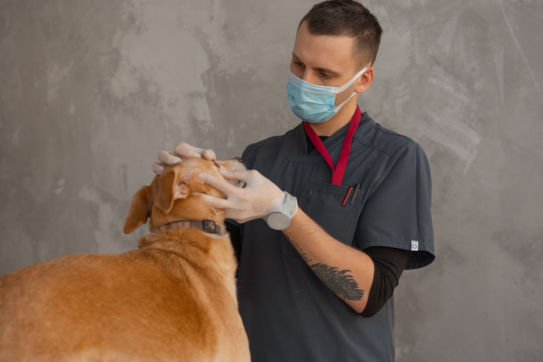 Pet Insurance [2026]: Is It Worth It? The Honest Math and When It Makes Sense