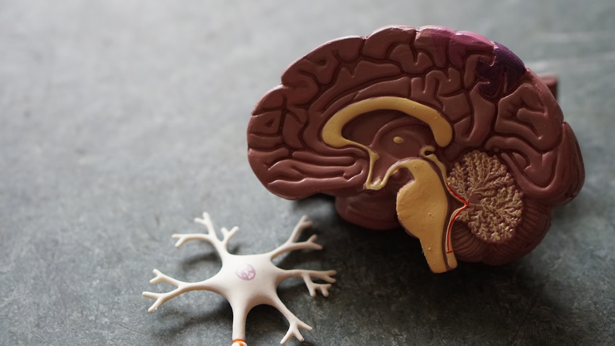Prostate Health [2026]: What Men Over 40 Actually Need to Know